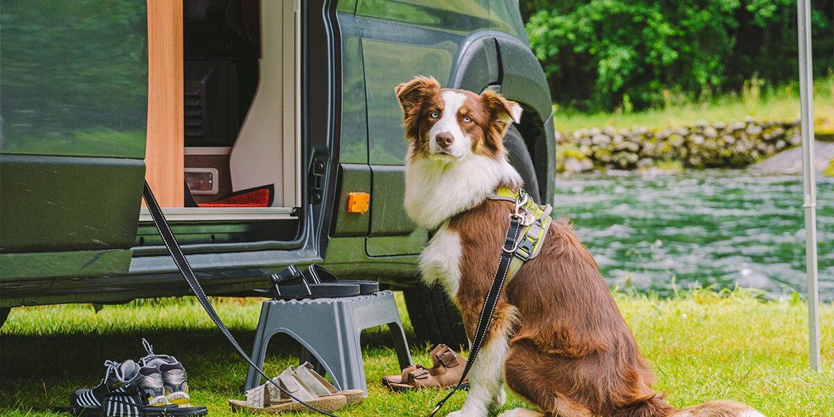 Canine Influenza Vaccine In Dubuque Ia border collie sitting outside of camper