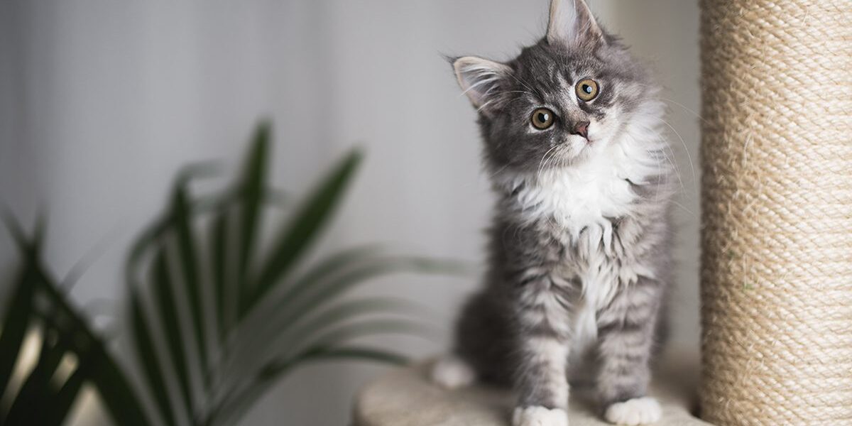 Kitten tilting head while sitting on cat tree