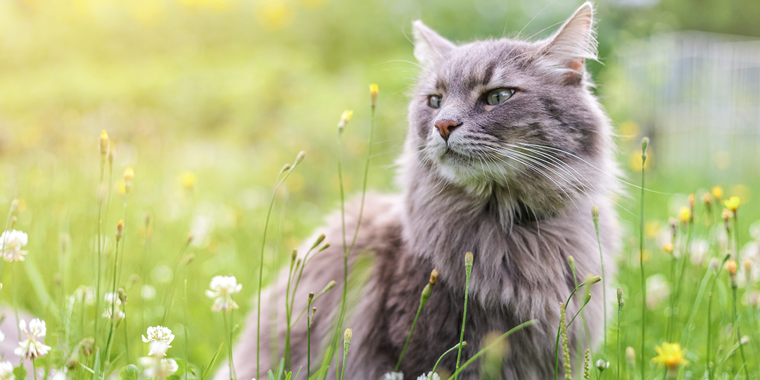 Cat In Flower Field