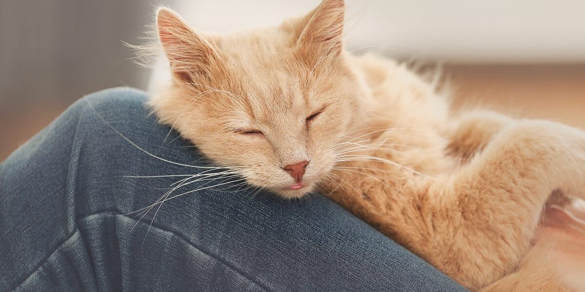 Cat Sleeping On Owner Orange Cat Sleeping On Owner's Leg