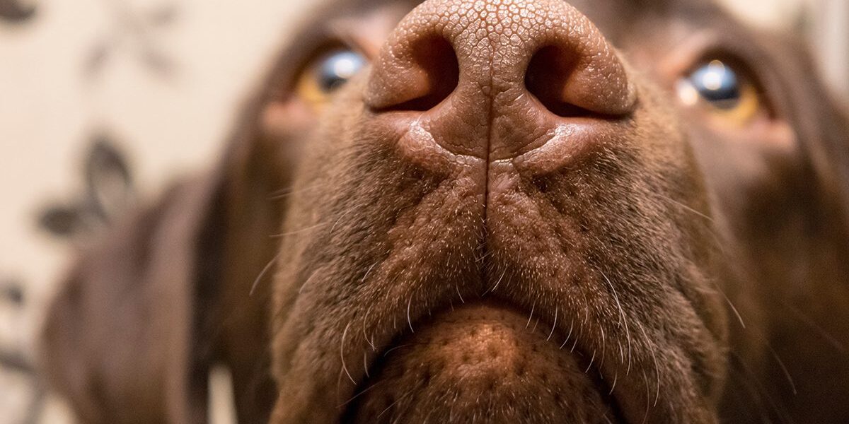 Close Up Labradors Face Close Up Labradors Face