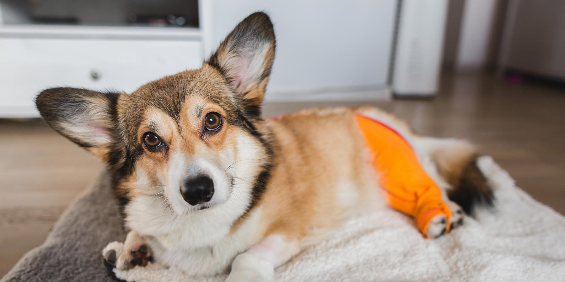 corgi lying down indoors wearing a bright orange lick sleeve on back left hind leg