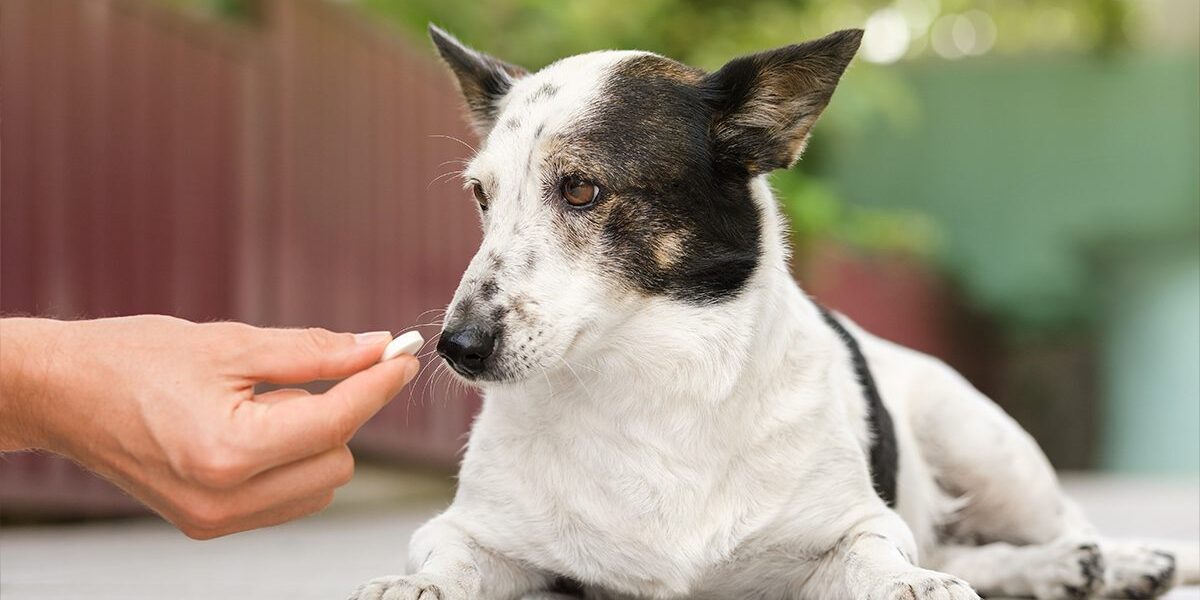 Dog Antibiotics In Dubuque Ia Dog Antibiotics In Dubuque Ia