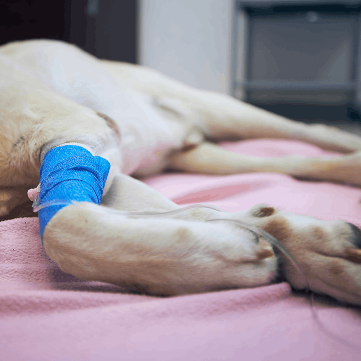 Dog Leg Surgery