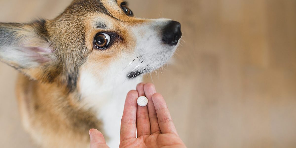 Dog Medicine Dog Medicine