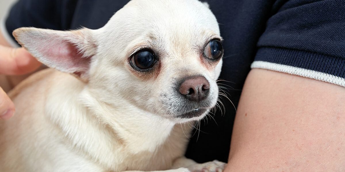 Dog Shaking in owners arms