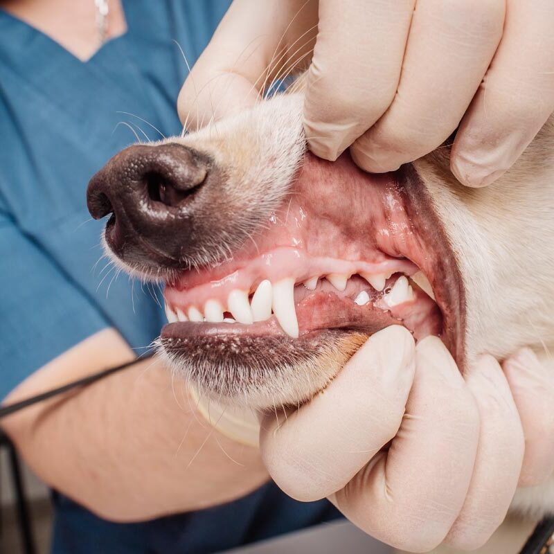 veterinarian looking at dog's teeth