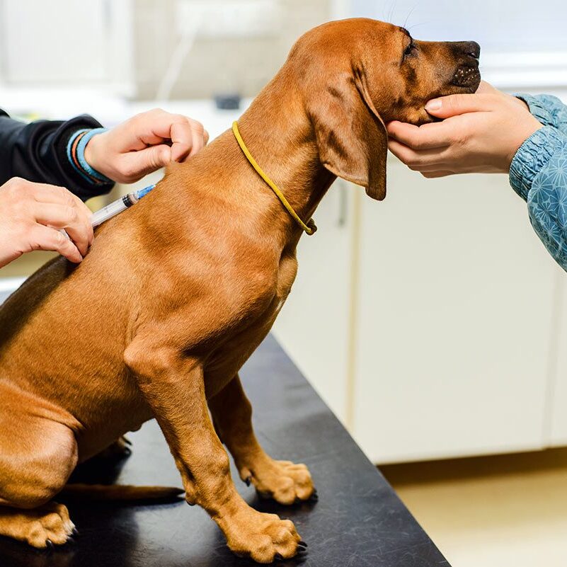 dog receiving a vaccination