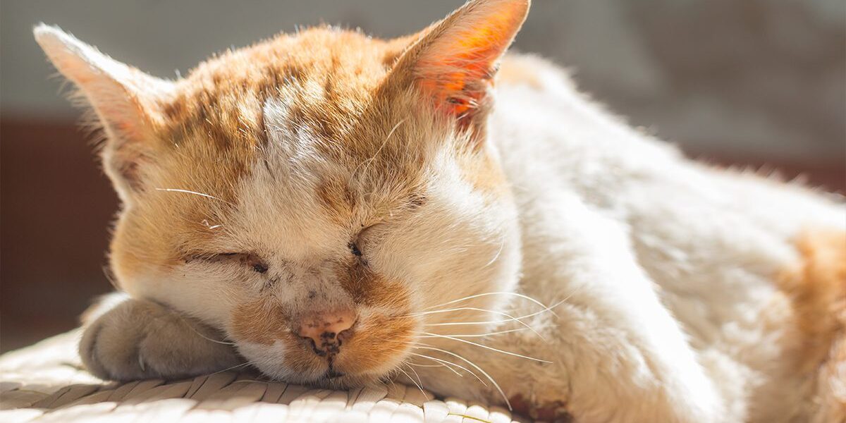 Feline Diabetes Euthanasia In Dubuque Ia Feline Diabetes Euthanasia In Dubuque Ia