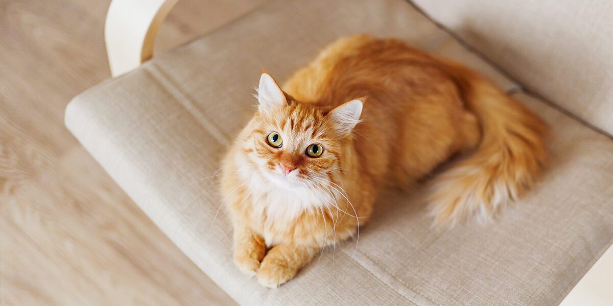 Feline Infectious Peritonitis In Dubuque Ia longhaired ginger cat laying on office chair