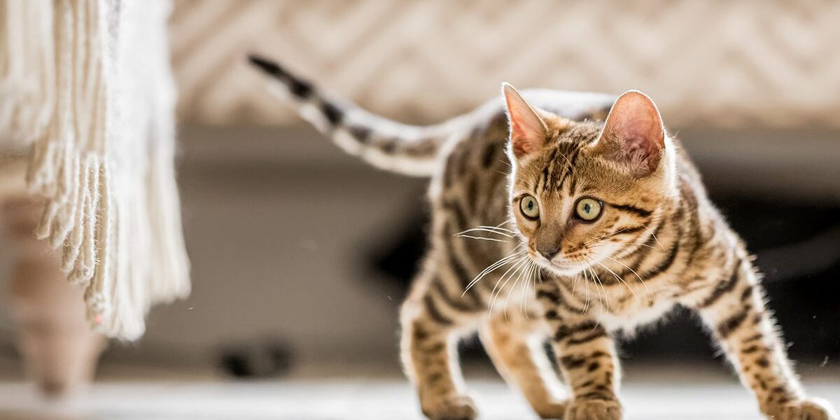Feline Leukemia In Dubuque Ia bengal kitten excited about something under table