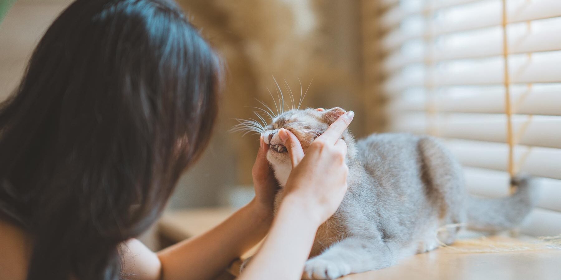 female examining fluffy grey cat's teeth indoors at home