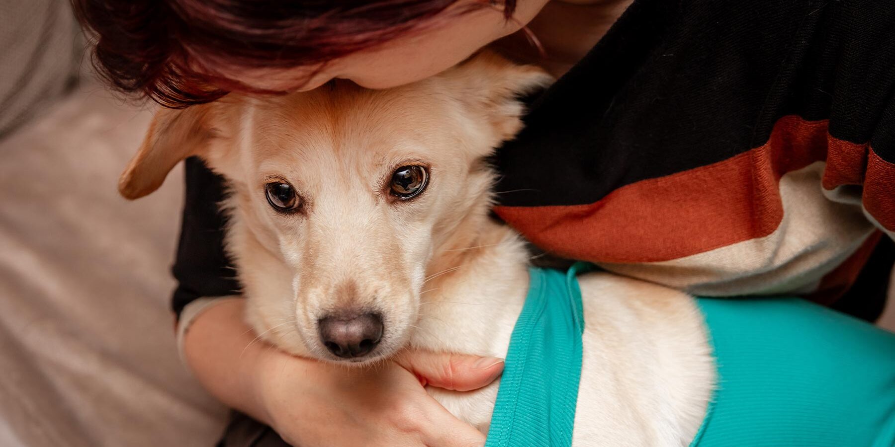 female loving and cuddling dog wearing teal recovery suit at home