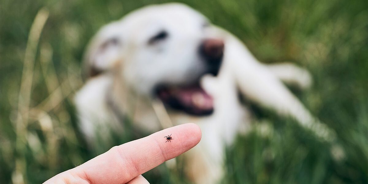 Flea And Tick Prevention In Dubuque Ia blurry dog with closeup of tick on owners finger