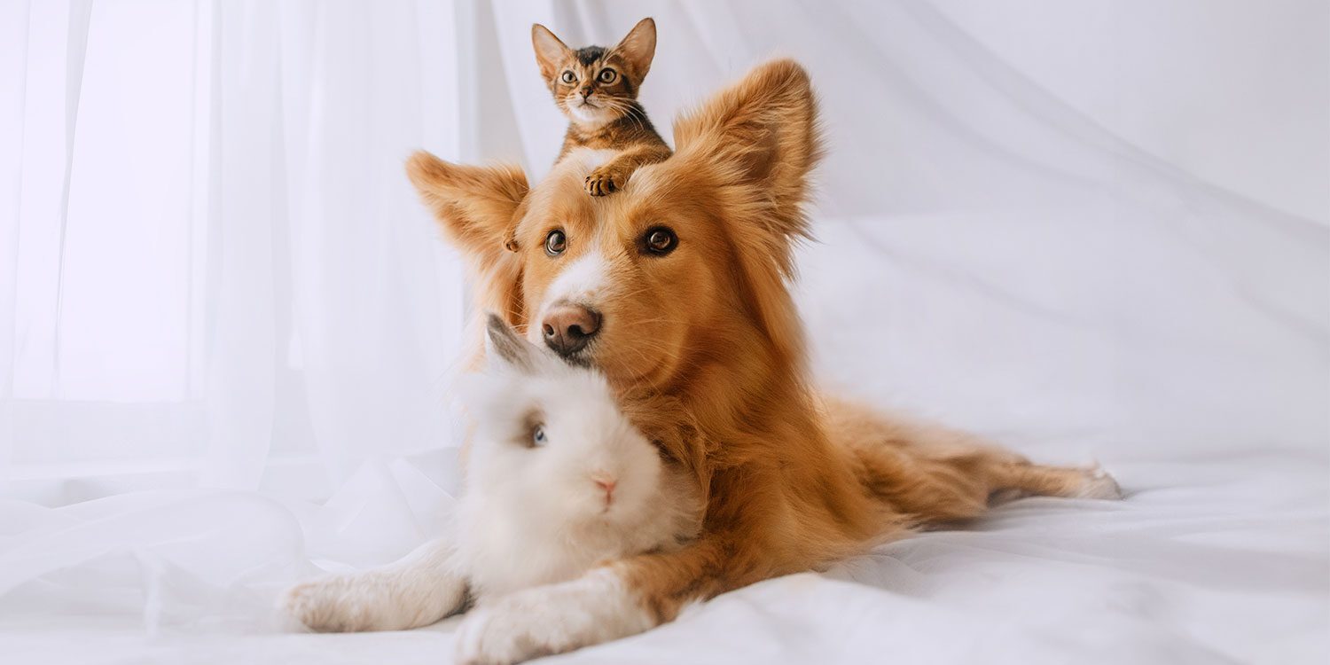dog, cat, and rabbit pose for a picture together