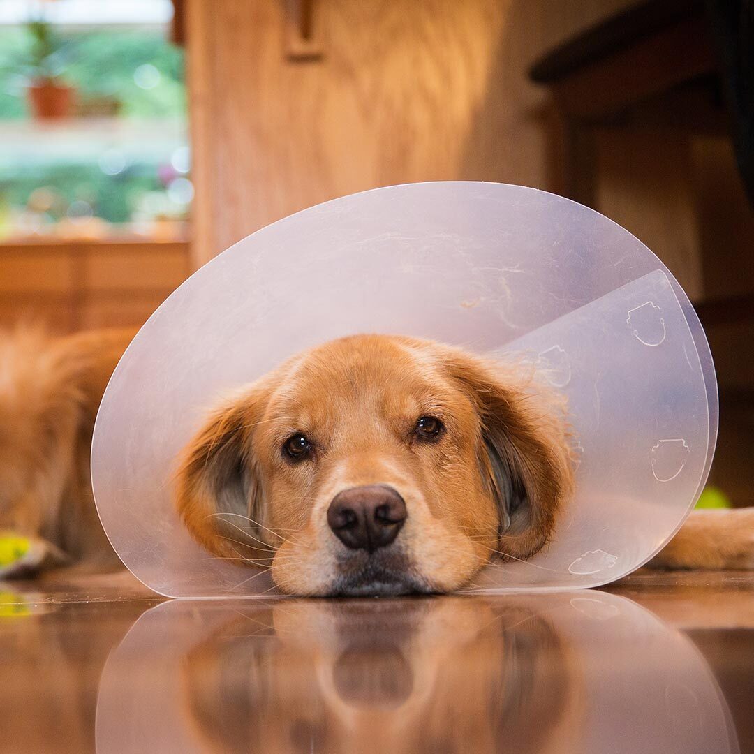 golden retriever wearing plastic cone and lying down at home