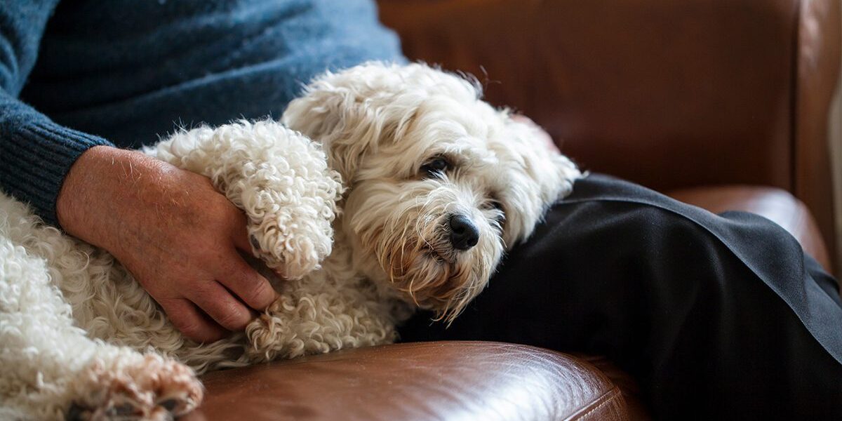 senior small dog on couch with owner