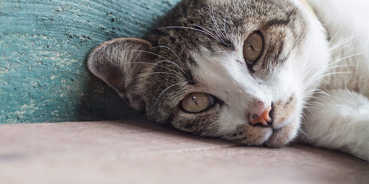 Kidney Disease In Cats In Dubuque Ia Kidney Disease In Cats In Dubuque Ia