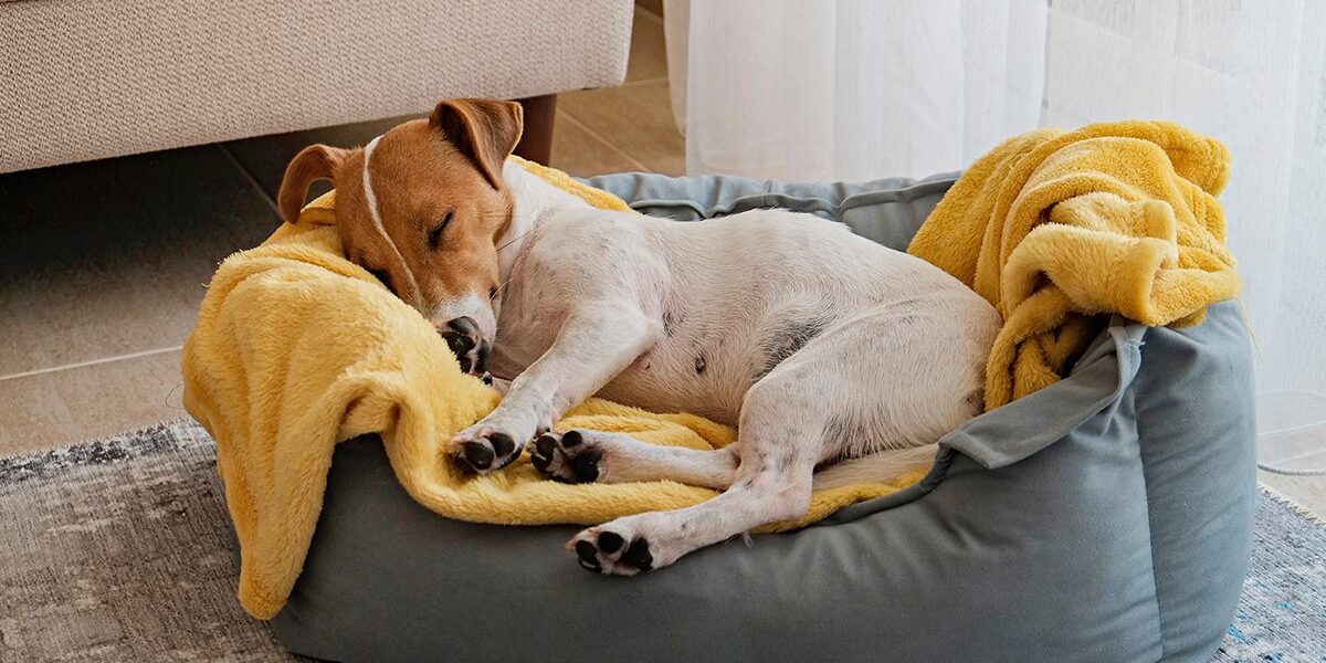 Leptospirosis Vaccine In Dubuque Ia jack terrier sleeping in dog bed