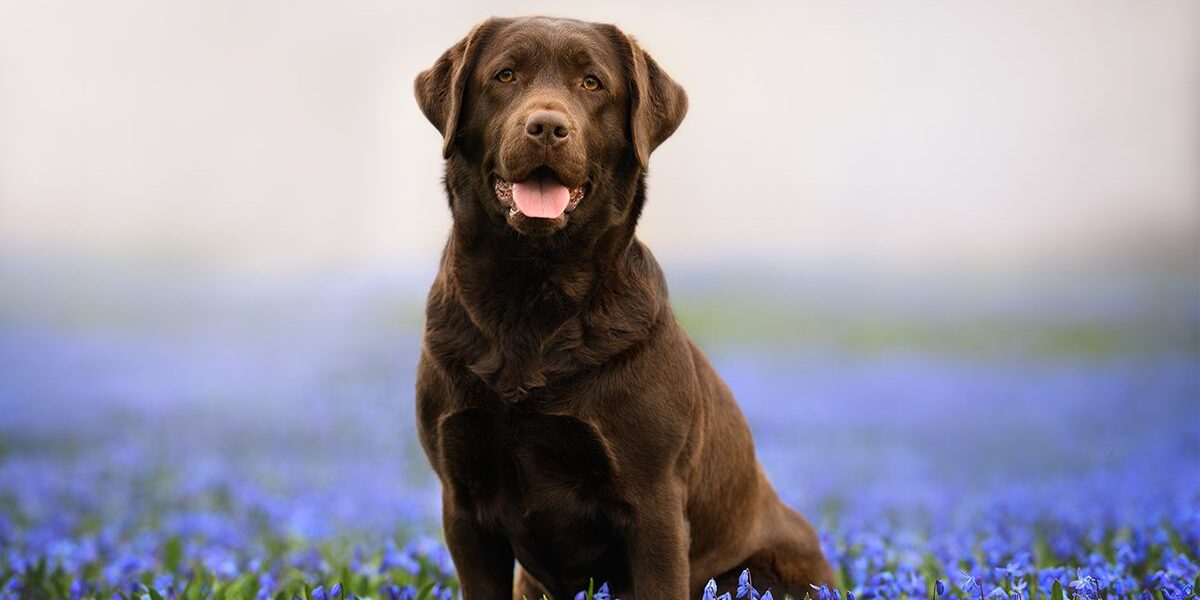Lyme Vaccine In Dubuque Ia black lab sitting in field of purple flowers