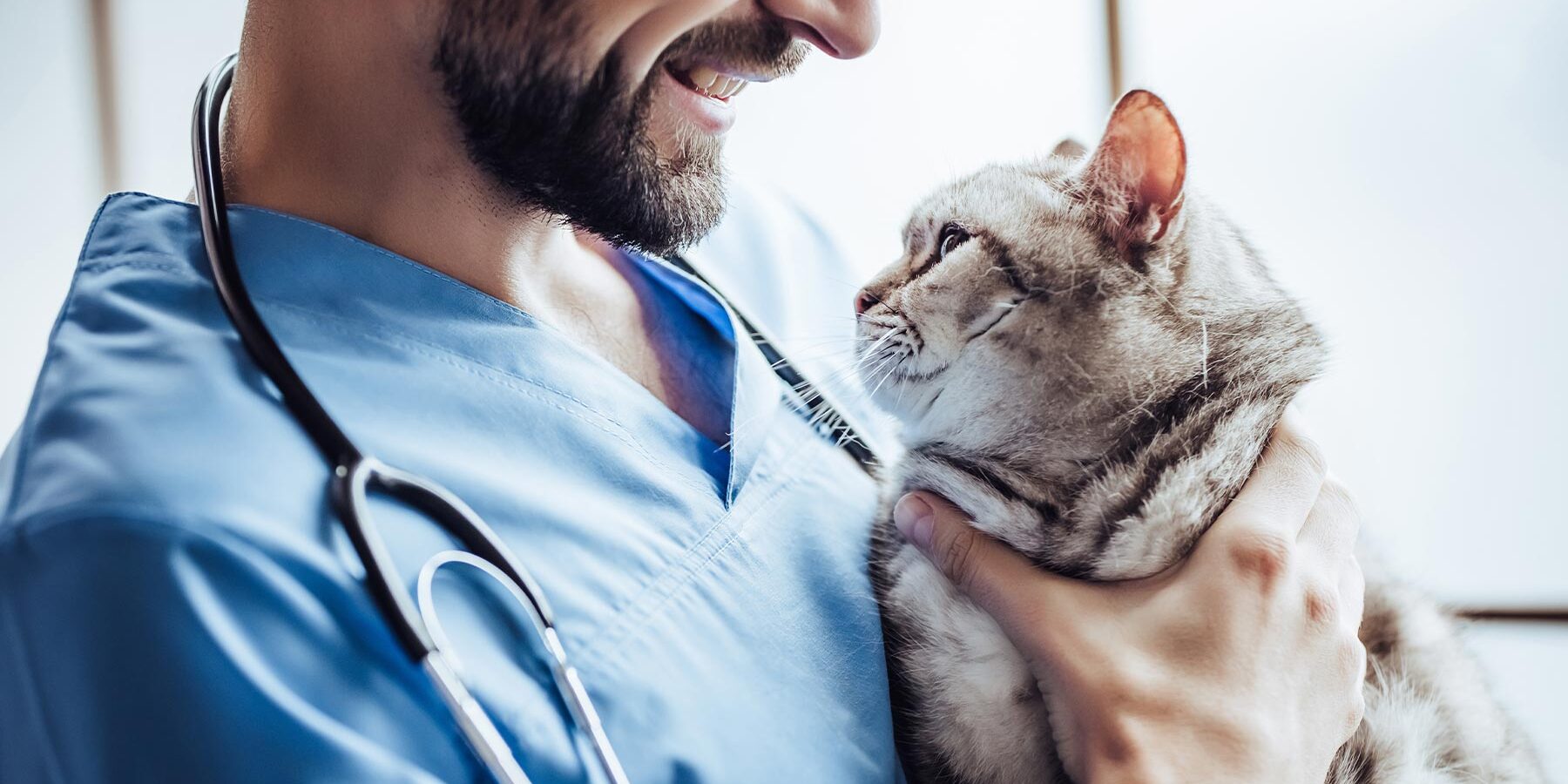 happy male veterinarian holding fluffy tabby cat