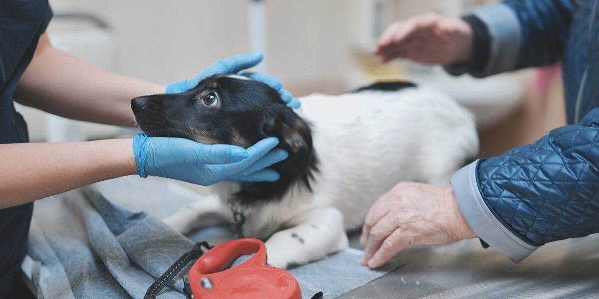 Marijuana Toxicity In Pets In Dubuque Ia Marijuana Toxicity In Pets In Dubuque Ia
