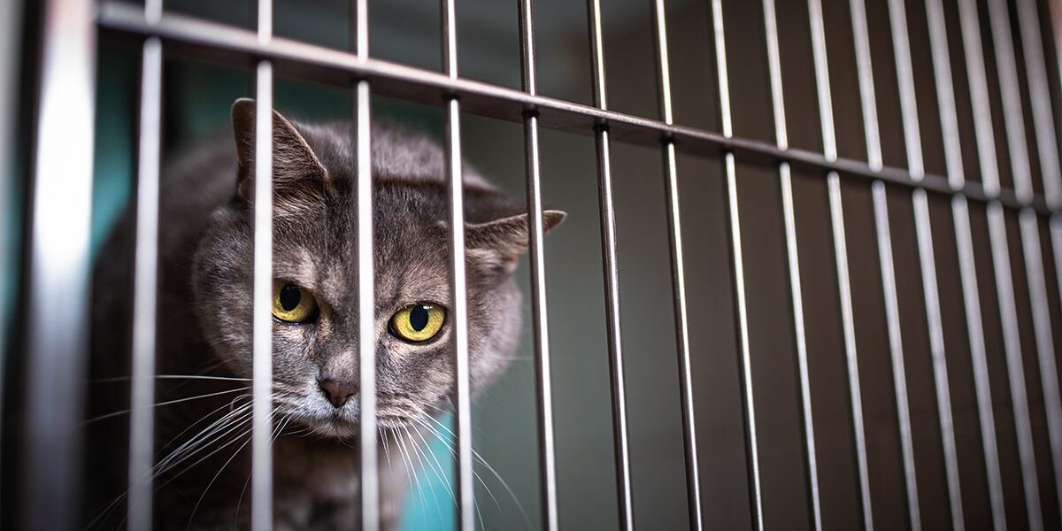 Overnight Pet Care In Dubuque Ia gray cat looking out from inside cage