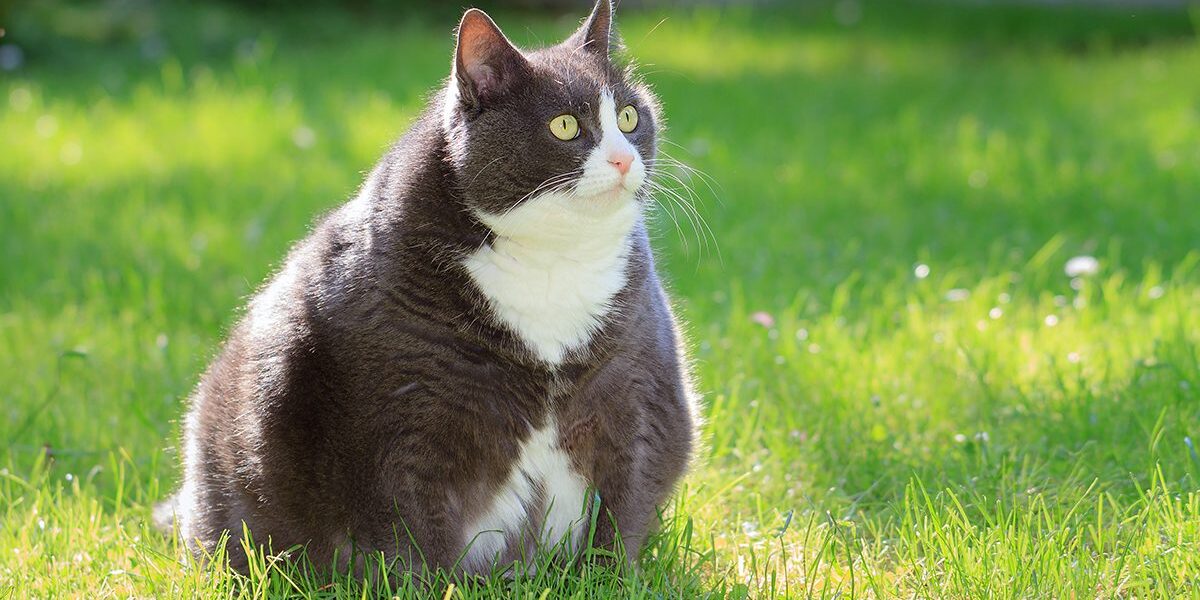 Overweight Cat Overweight gray and white Cat sitting in grass