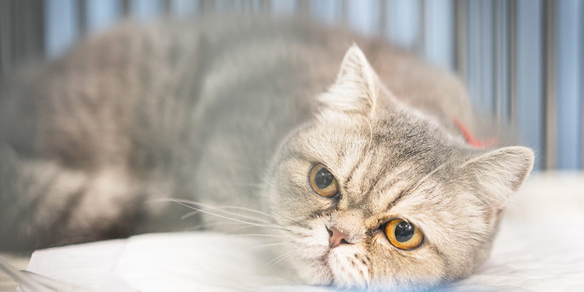 Pain Medicine For Cats