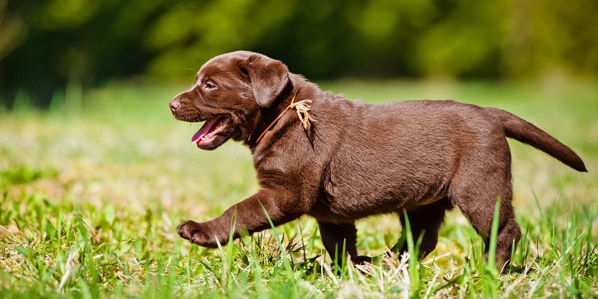 Parvovirus Vaccination In Dubuque Ia Black labrador puppy walking through grass