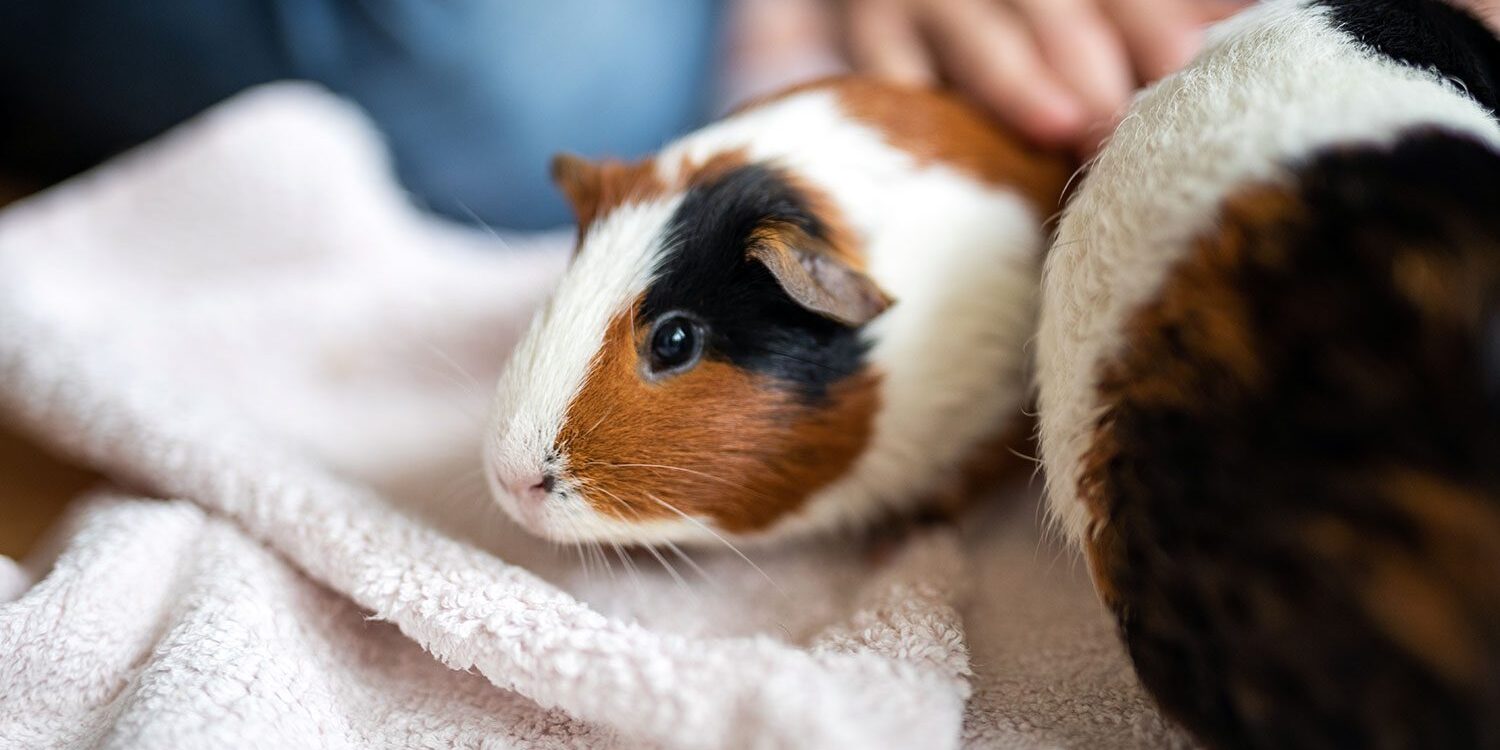 guinea pigs at clinic