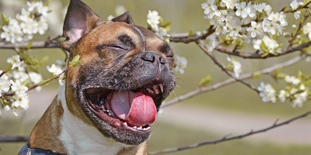 Pet Allergies In Dubuque Ia dog outside sneezing from allergies