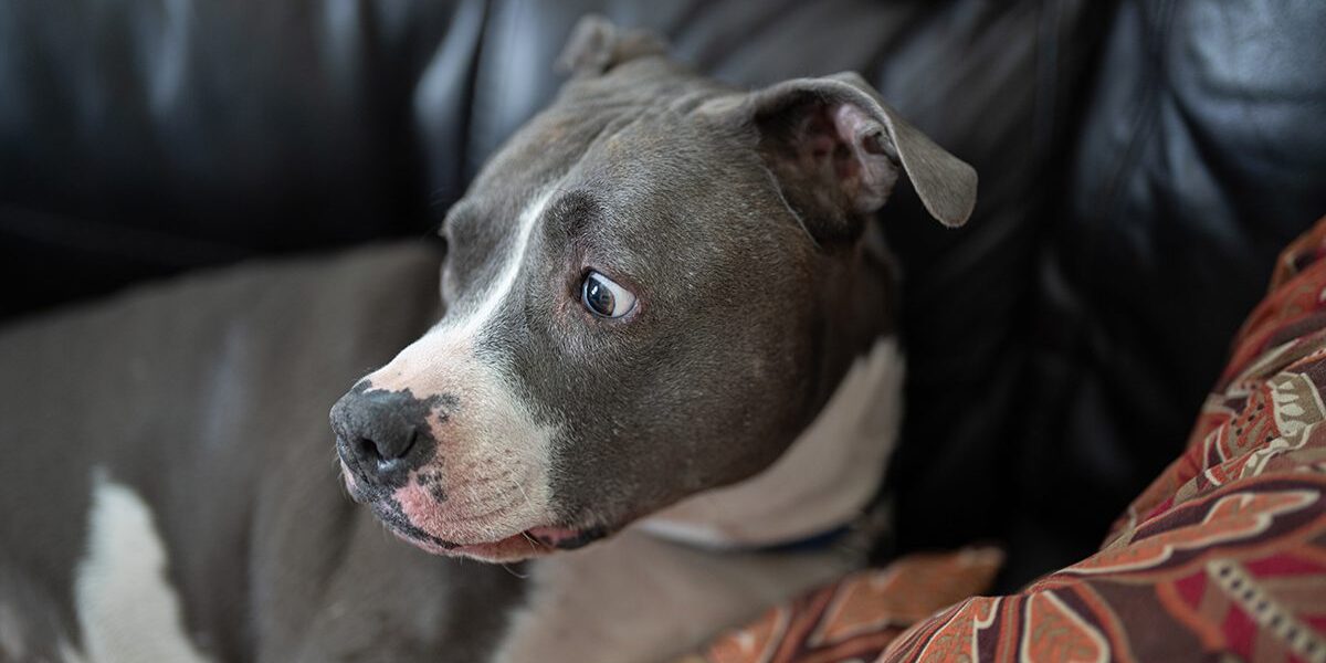 Pet Anxiety In Dubuque Ia old dog panicking about sound