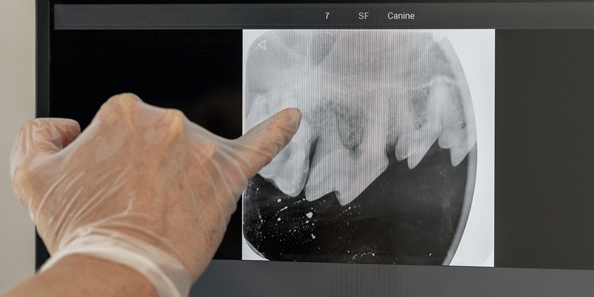 xray of dogs teeth