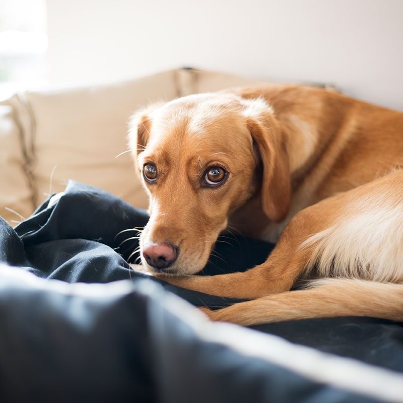 dog needing urgent vet care in dubuque, ia