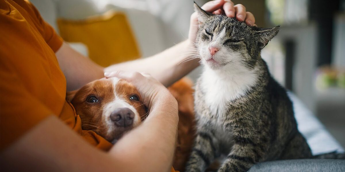 Pet Hospice In Dubuque Ia dog and senior cat comforted by owner