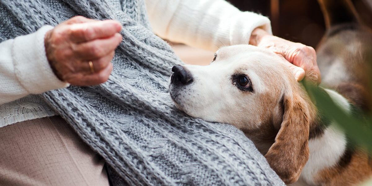 Pet Insurance In Dubuque Ia