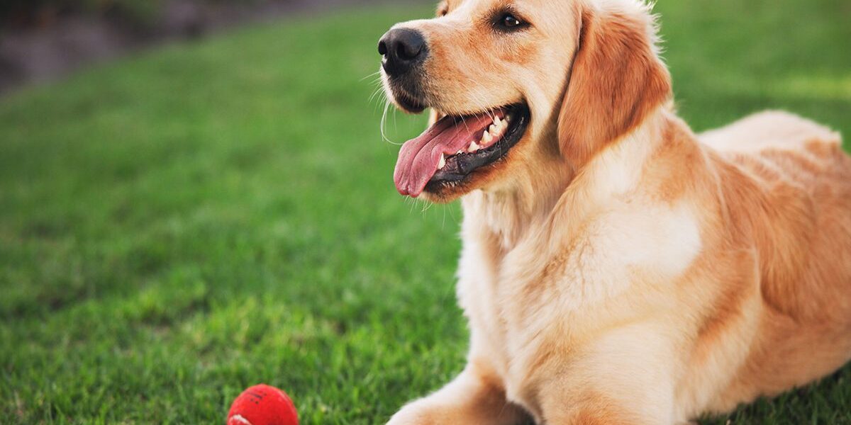 Pet Rabies In Dubuque Ia Happy Golden retriever resting in backyard with a ball
