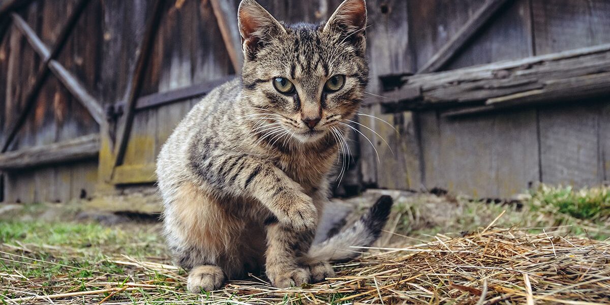 Pet Vacines In Dubuque Ia Cat sitting in front of barn cleaning itself