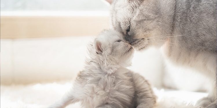 Puppy And Kitten Care