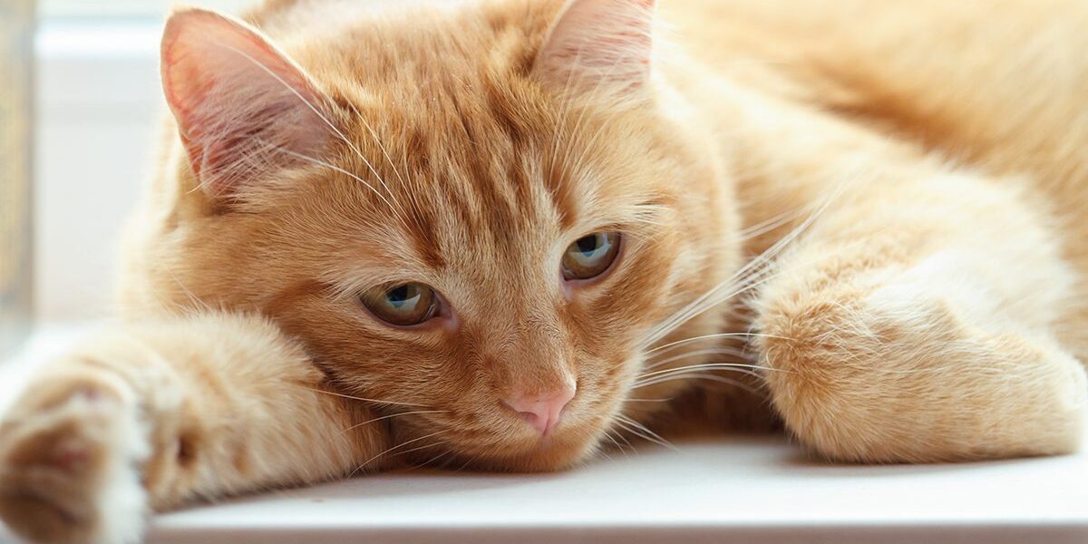 Same Day Urgent Care In Dubuque Ia sad looking ginger cat laying down in window