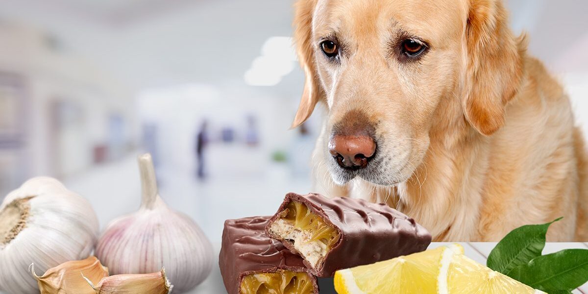 Dog looking at chocolate and other foods toxic for dogs