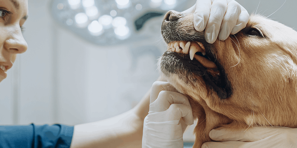 Vet Dental Exam Golden