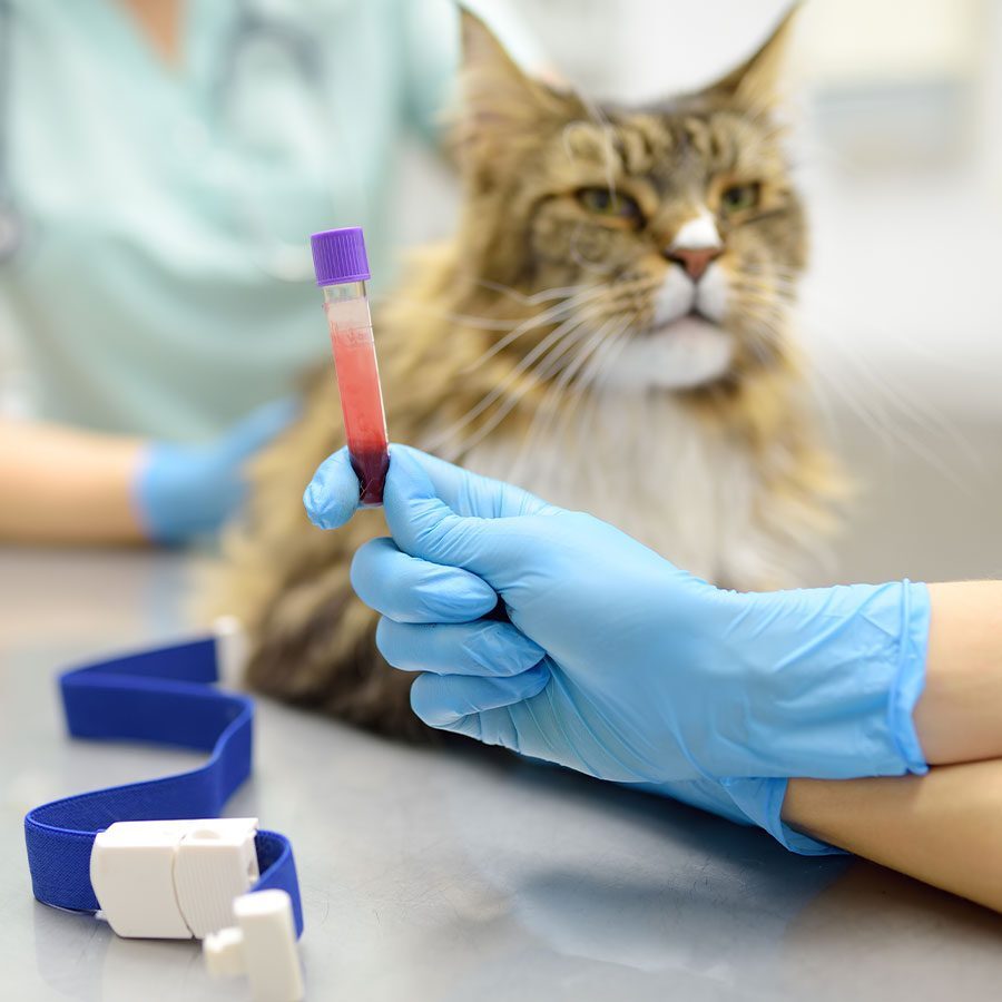 staff member with gloved hands holding tube of blood with cat being handled by other staff member blurred in the background