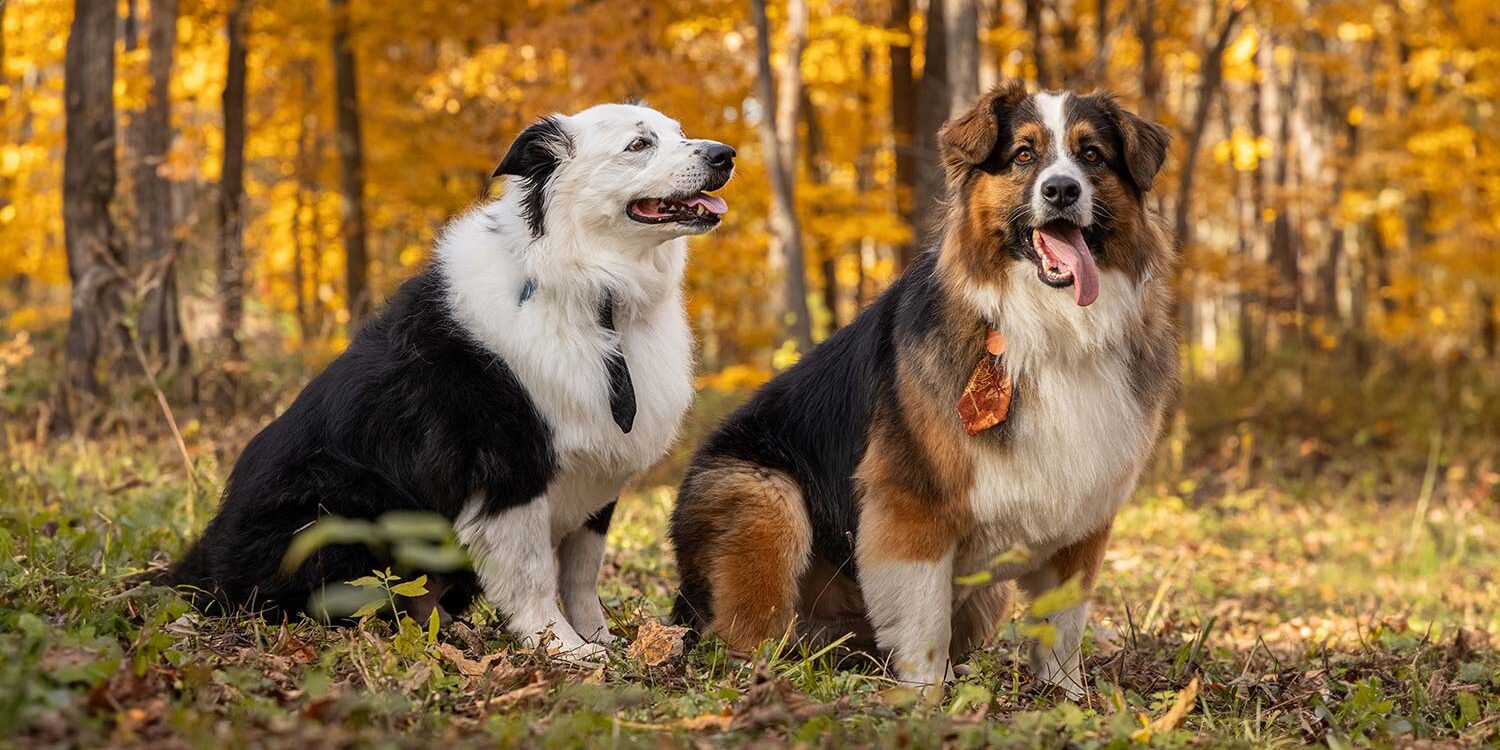 two happy dogs