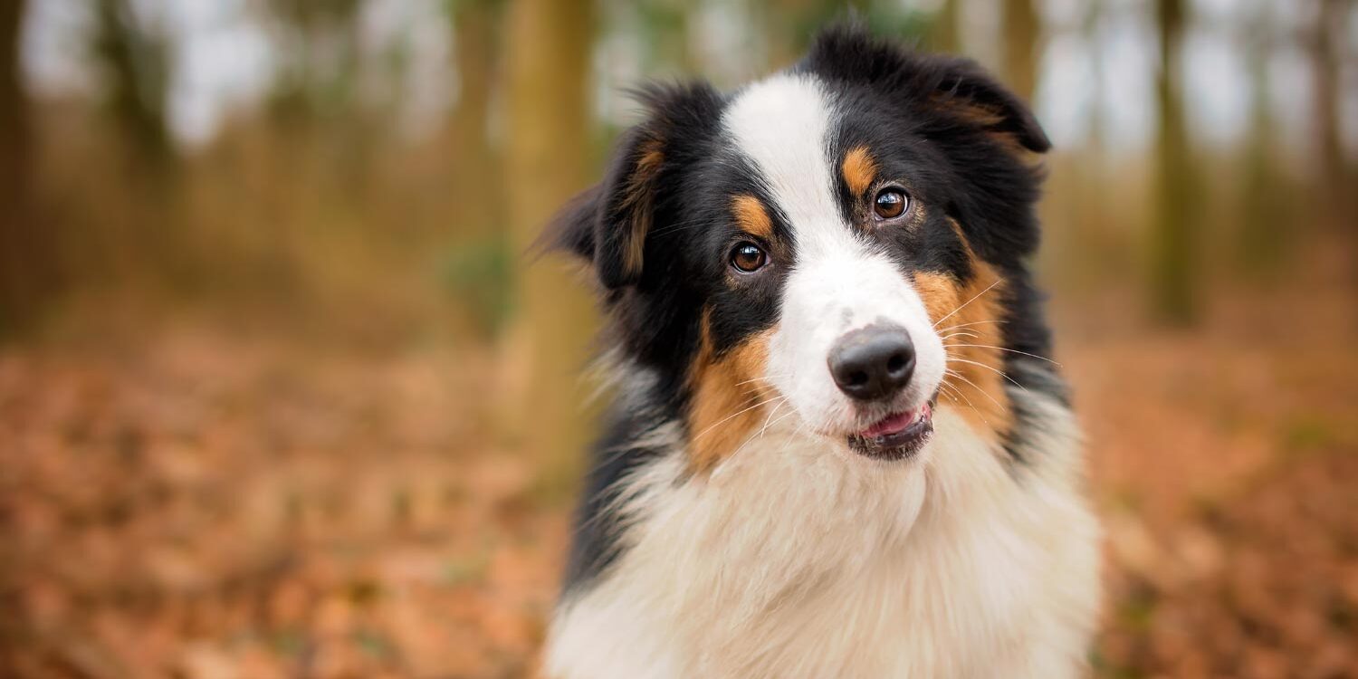 tricolored australian shepherd posing and smiling in a wooded area filled with autumn leaves